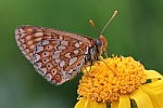 Goldener Scheckenfalter (Euphydryas aurinia)