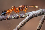 Lymantrichneumon disparis (Lymantrichneumon disparis)