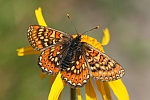 Goldener Scheckenfalter (Euphydryas aurinia)