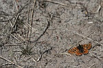 Goldener Scheckenfalter (Euphydryas aurinia)