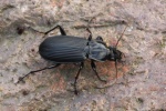 Gro�er Grabk�fer (Pterostichus niger)