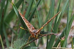 Goldener Scheckenfalter (Euphydryas aurinia)