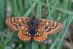 Goldener Scheckenfalter (Euphydryas aurinia)