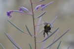 Dunkle Erdhmumel (Bombus terrestris)