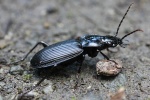 Schwarzer Enghalskfer (Limodromus assimilis)