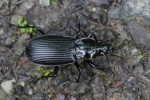 Schwarzer Enghalskfer (Limodromus assimilis)