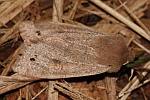 Zweifleck-Kätzcheneule (Orthosia munda)