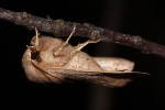 Zweifleck-Ktzcheneule (Orthosia munda)