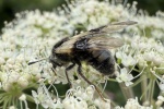 Geiblatt-Keulhornblattwespe (Abia fasciata)