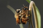 Rote Mauerbiene (Osmia bicornis)