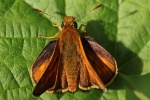 Rostfarbiger Dickkopffalter (Ochlodes sylvanus)