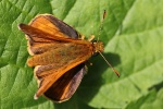 Rostfarbiger Dickkopffalter (Ochlodes sylvanus)