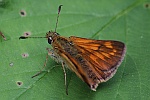 Rostfarbiger Dickkopffalter (Ochlodes sylvanus)