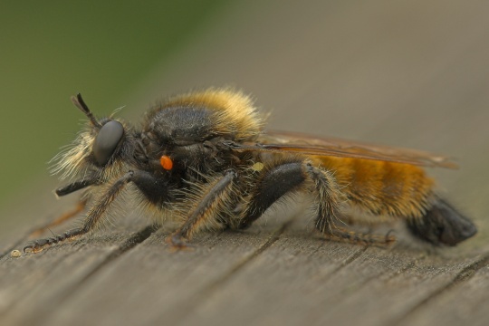 Gelbe Mordfliege (Laphria flava)