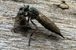 Garten-Raubfliege (Neomochtherus geniculatus)