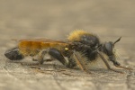 Gelbe Mordfliege (Laphria flava)