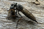 Garten-Raubfliege (Neomochtherus geniculatus)