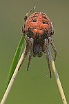 Schilfradspinne (Larinioides cornutus)