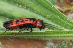 Genetzte Gespinstblattwespe (Caenolyda reticulata)