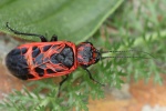 Genetzte Gespinstblattwespe (Caenolyda reticulata)