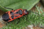 Genetzte Gespinstblattwespe (Caenolyda reticulata)
