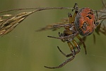 Schilfradspinne (Larinioides cornutus)