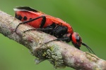 Genetzte Gespinstblattwespe (Caenolyda reticulata)