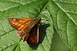 Rostfarbiger Dickkopffalter (Ochlodes sylvanus)