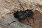 Goldleiste (Carabus violaceus)