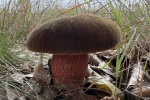 Hexenrhrling (Boletus erythropus)