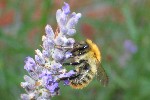 Ackerhummel (Bombus agrorum)