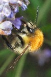 Ackerhummel (Bombus agrorum)