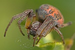 Schilfradspinne (Larinioides cornutus)