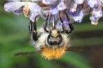 Ackerhummel (Bombus agrorum)