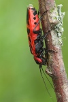 Genetzte Gespinstblattwespe (Caenolyda reticulata)