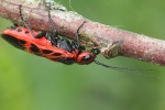 Genetzte Gespinstblattwespe (Caenolyda reticulata)