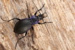 Goldleiste (Carabus violaceus)