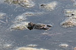 Rotbauchunke (Bombina bombina)