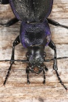 Goldleiste (Carabus violaceus)