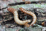 Mehlkfer (Tenebrio molitor)