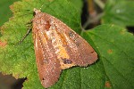 Hausmutter (Noctua pronuba)