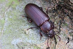 Mehlkfer (Tenebrio molitor)