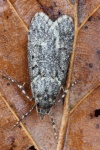 Buchenmotte (Diurnea fagella)
