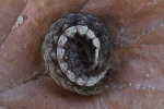 Breitfl�gelige Bandeule (Noctua comes) - Raupe