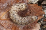 Breitfl�gelige Bandeule (Noctua comes) - Raupe