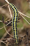 Mndcheneule (Calophasia lunula)