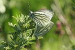 Rapsweiling (Pieris napi)