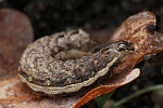 Breitfl�gelige Bandeule (Noctua comes) - Raupe