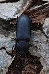 Mehlkfer (Tenebrio molitor)