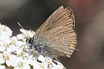 Kleiner Schlehen-Zipfelfalter (Satyrium acaciae)
